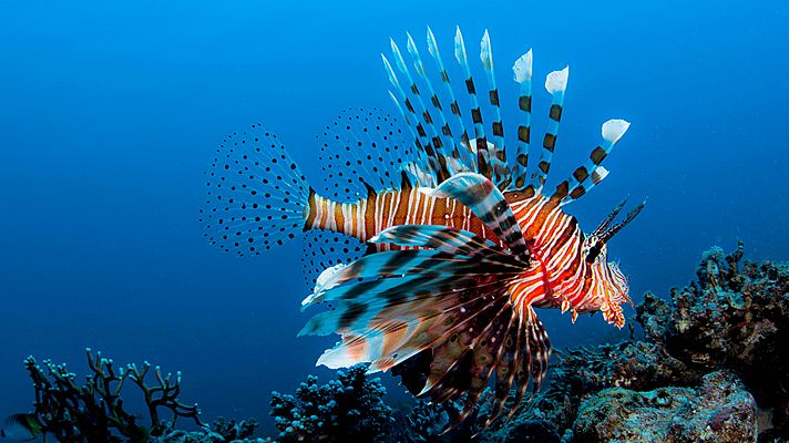 Peces león. Los nuevos piratas del Caribe