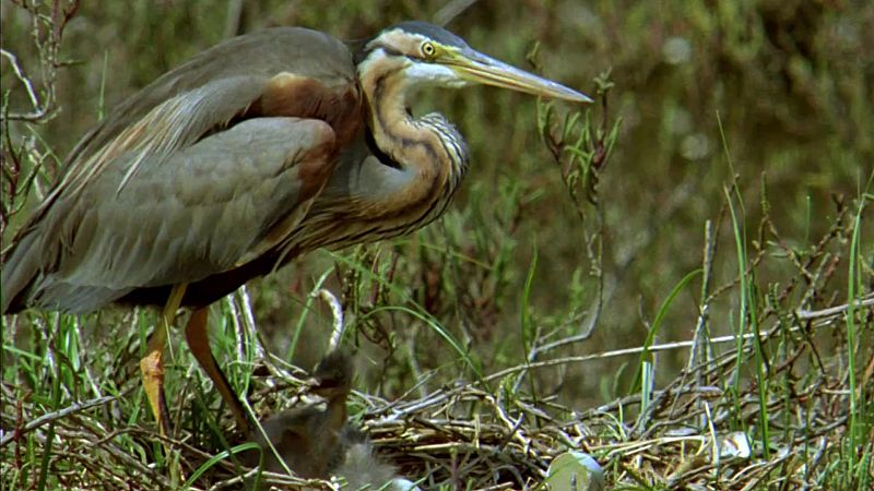 El hombre y la Tierra (Fauna ibrica) - El parque nacional de Doana 2 - ver ahora