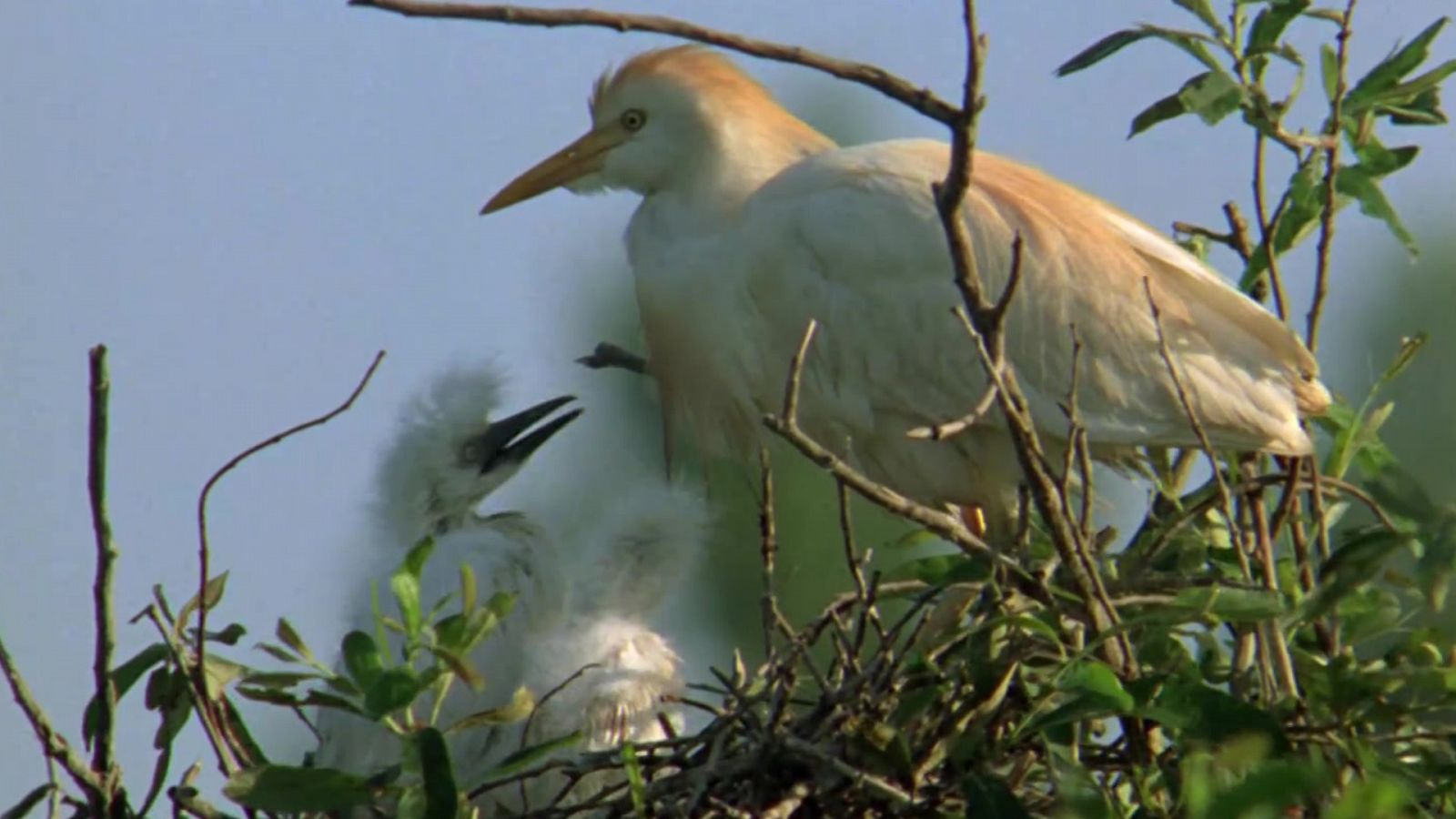 El hombre y la Tierra (Fauna ibérica) - El parque nacional de Doñana 3 - RTVE.es