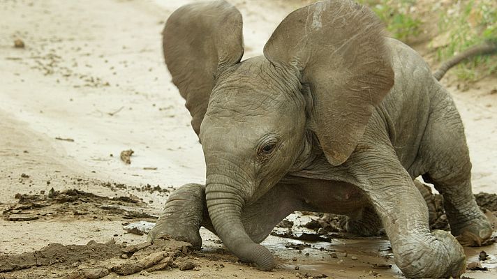 Cachorros: su primer año de vida - Episodio 1