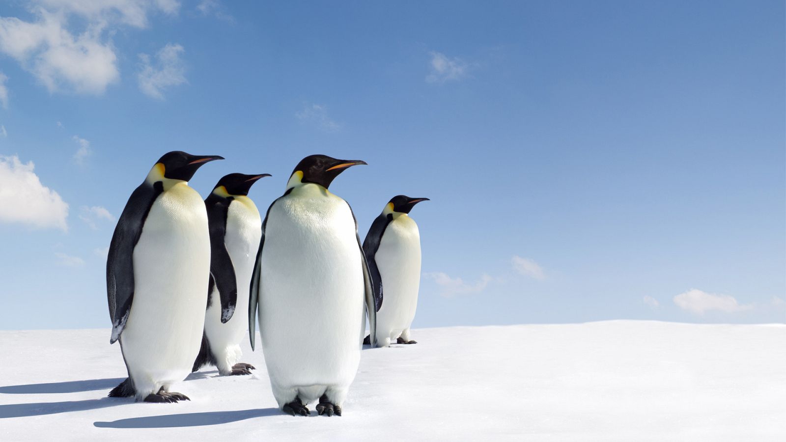 Somos documentales - El Emperador - Ver ahora