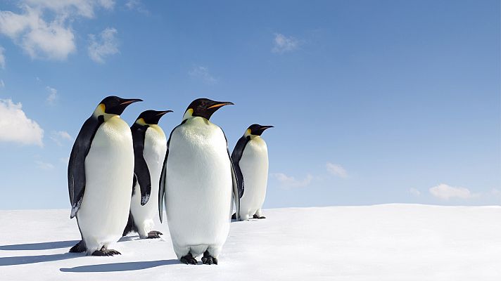 Somos Documentales - El Emperador