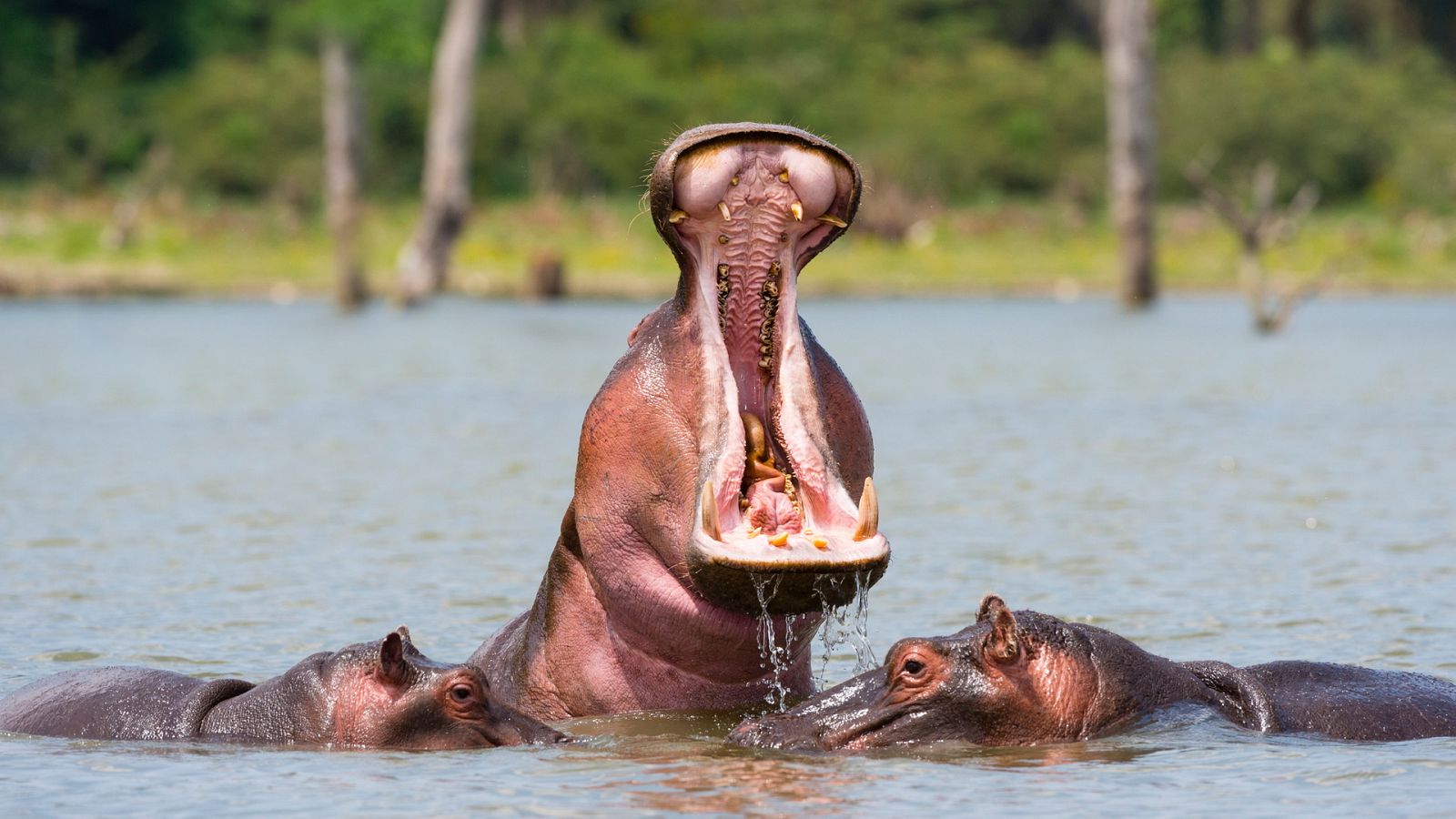 Grandes documentales - El valle indómito: La laguna de los hipopótamos -  Documental en RTVE