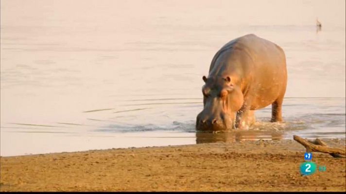 La vall indòmita: La llacuna dels hipopòtams