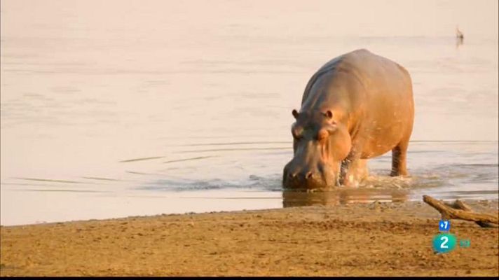 Especials en català - La vall indòmita: La llacuna dels hipopòtams