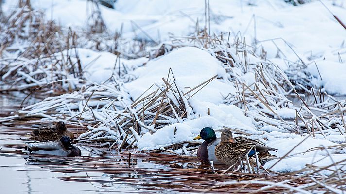 El tiempo - Nevadas copiosas en zonas del centro, interior este e interior sudeste peninsulares
