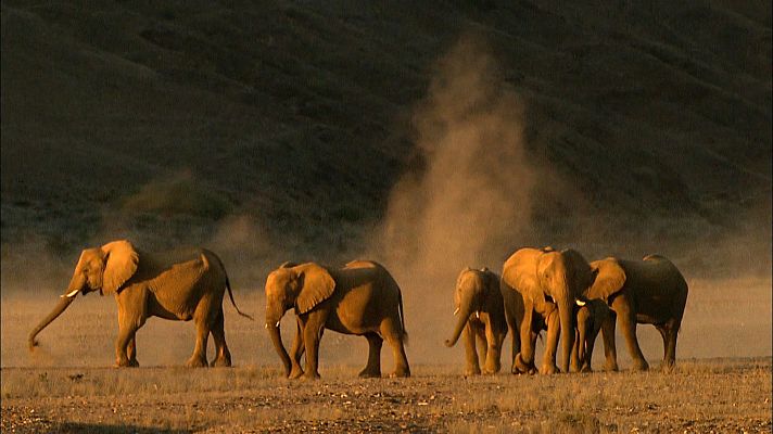 Hoanib. Los secretos de los elefantes del desierto