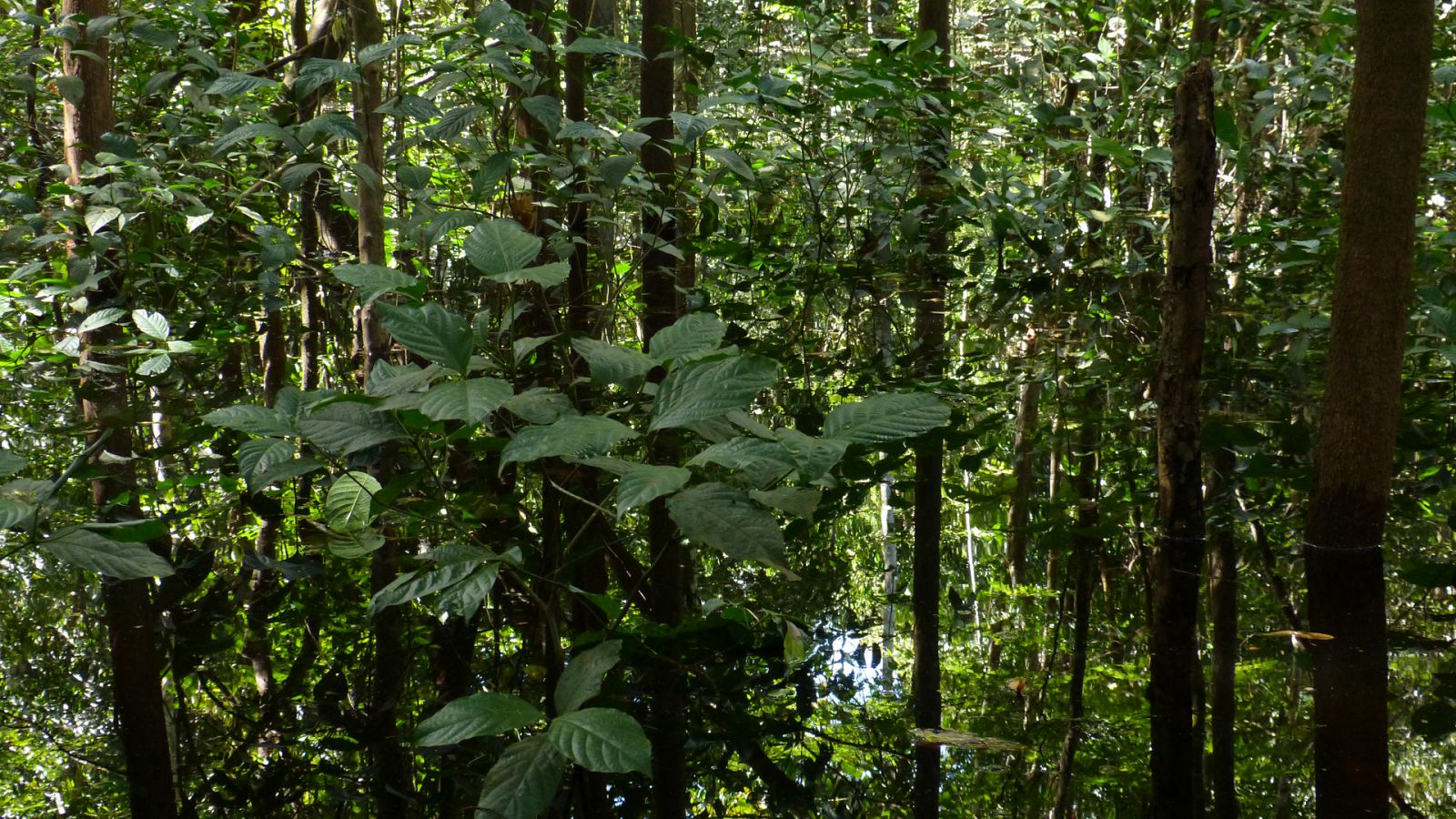 Somos documentales - El bosque sumergido - Documental en RTVE