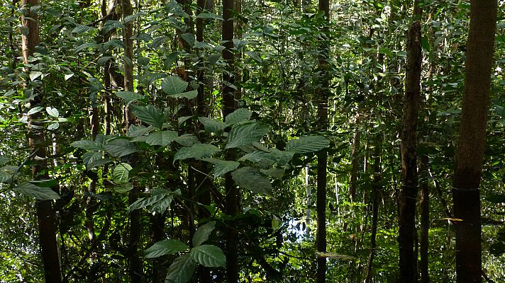 El bosque sumergido