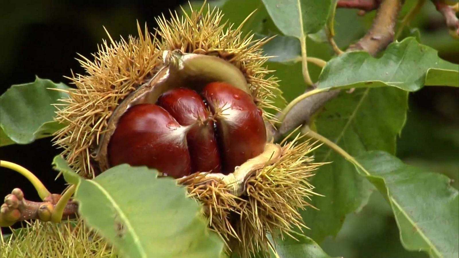 Agrosfera - 09/01/21 - ver ahora