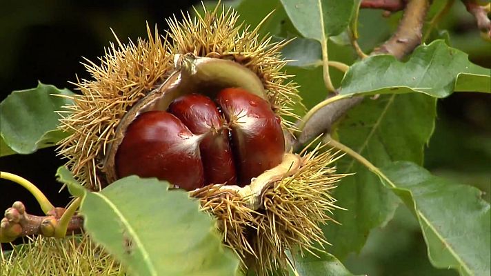 Agrosfera - Agrosfera - 09/01/21