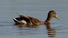El hombre y la Tierra (Fauna ibérica) - El parque nacional de Doñana 4