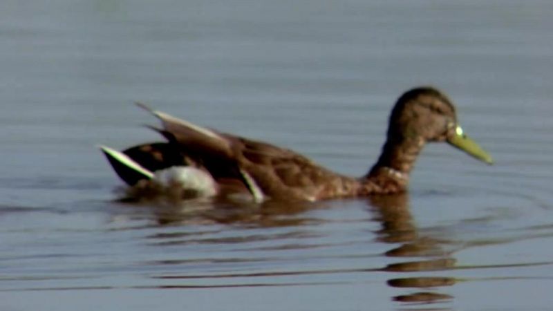 El hombre y la Tierra (Fauna ibérica) - El parque nacional de Doñana 4 - ver ahora