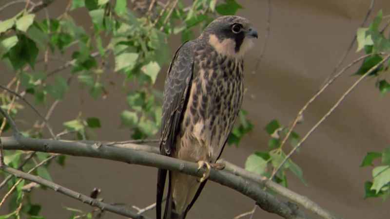 El hombre y la Tierra (Fauna ibrica) - Los pequeos cazadores alados 1 (El alcotn) - ver ahora