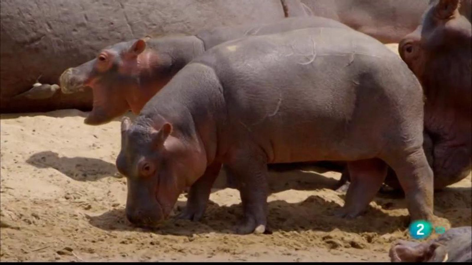 Grans documentals - 'La vall indòmita: El gran meandre'