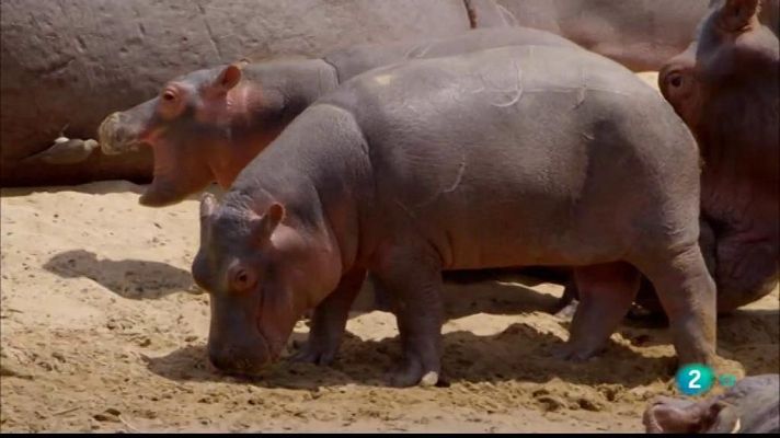 Especials en català - La vall indòmita: El gran meandre