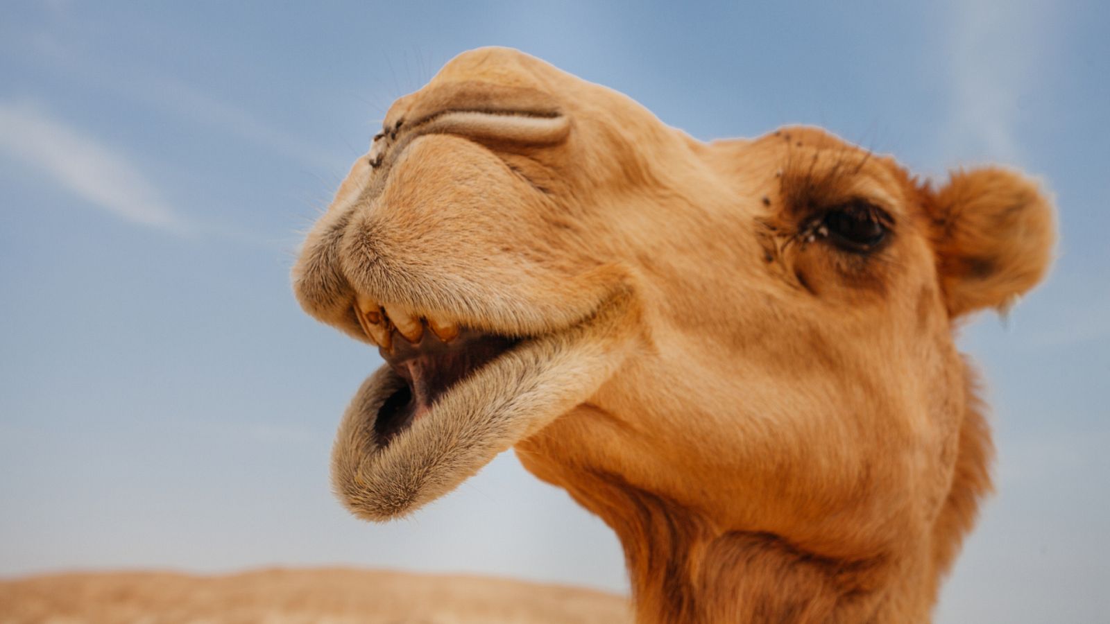 Leche de camella: ¿te lo crees? 