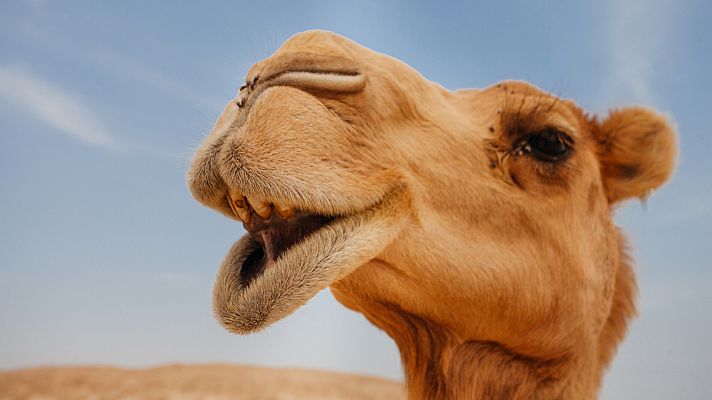 Aquí La Tierra - Leche de camella 