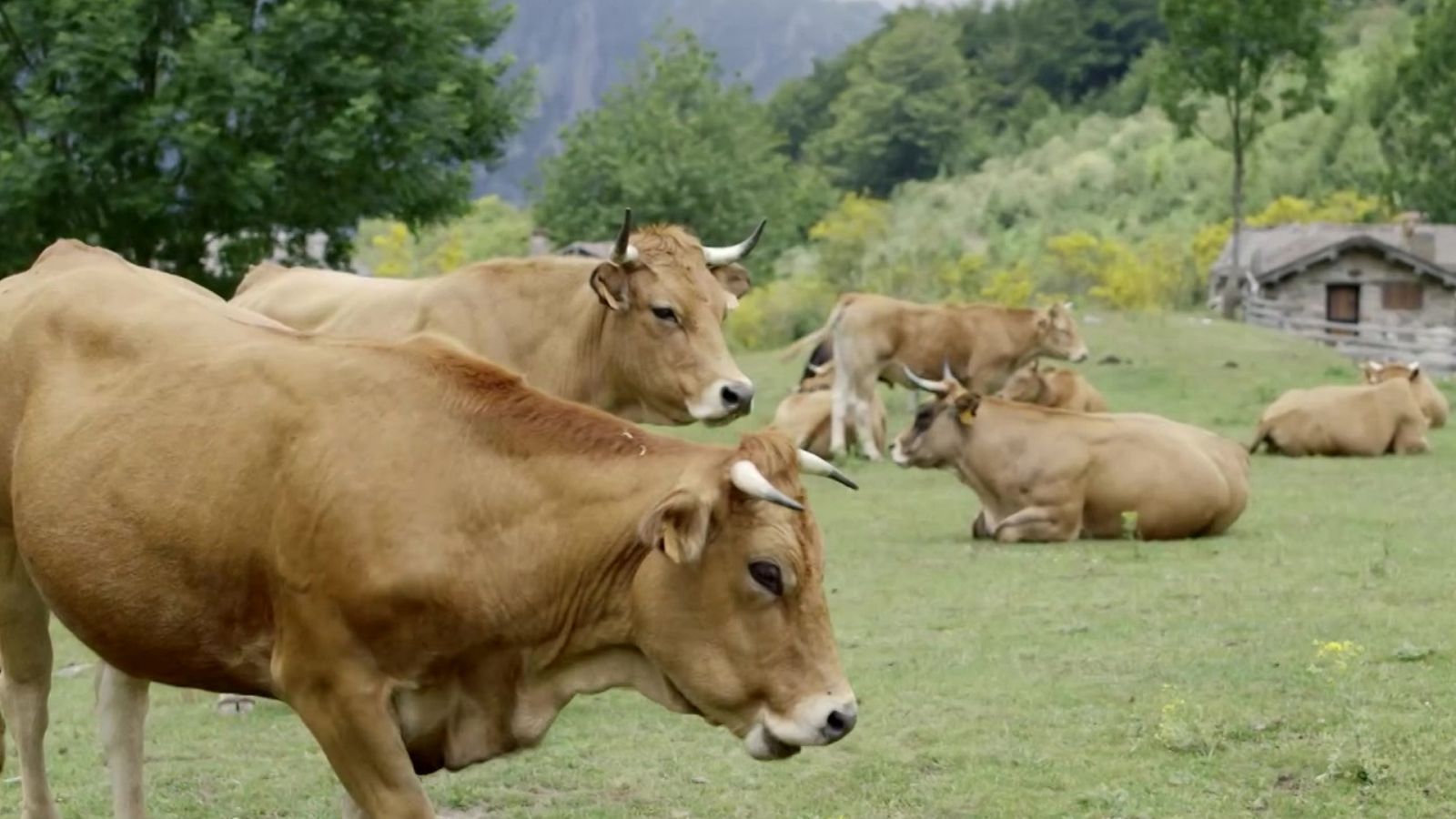 Red Natura 2000 - Programa 13 - ver ahora