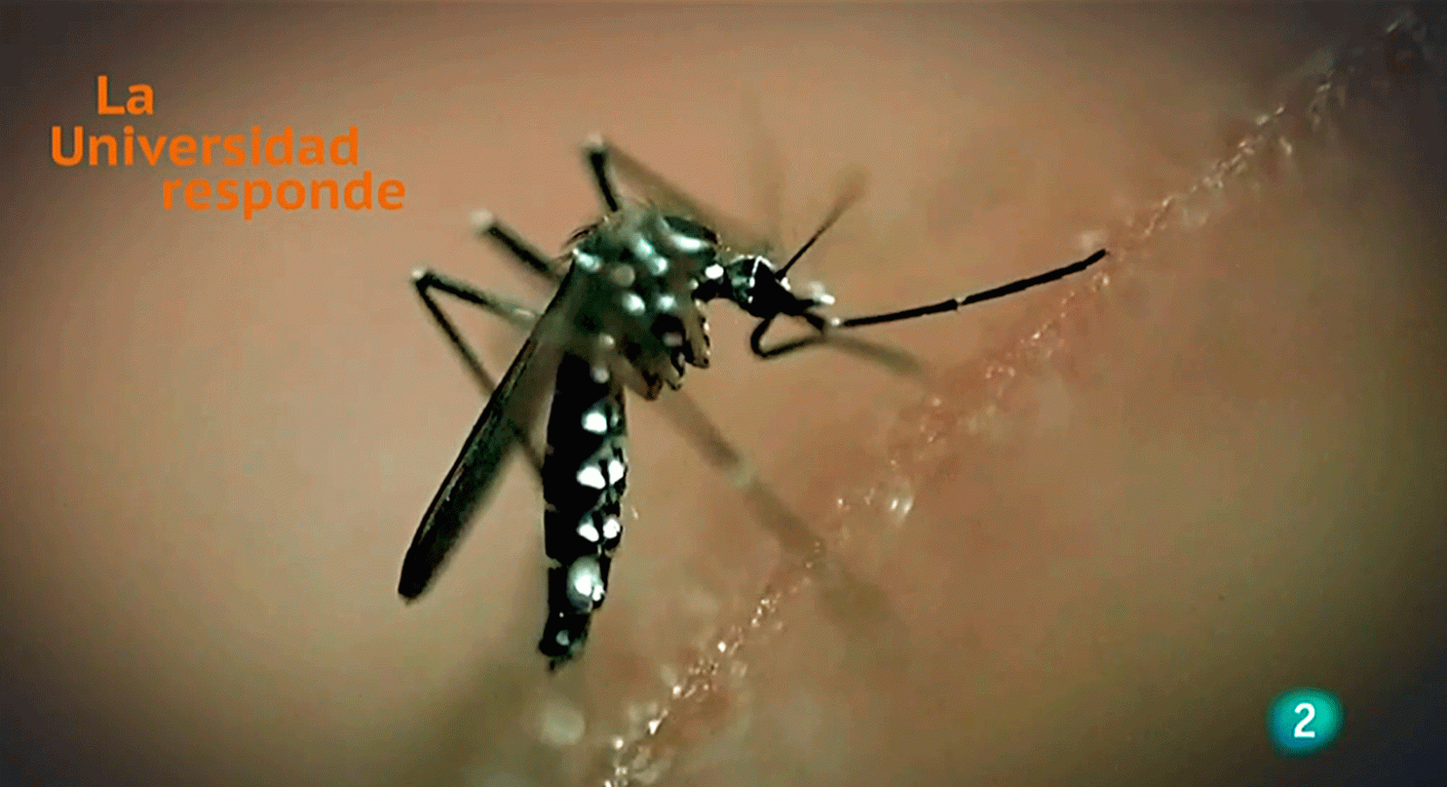 La aventura del saber cambio climatico a transmision de enfermedades Extremadura Universidad Responde #AventuraSaberUResponde