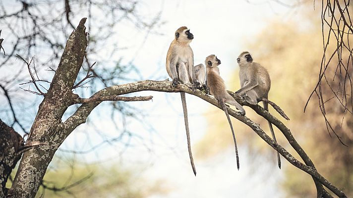 La vall indòmita: La plana dels banussos