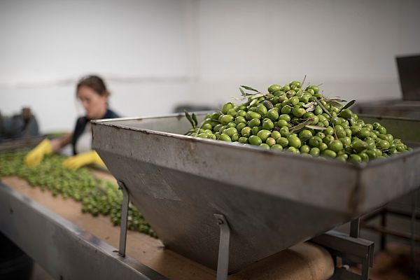 La mezcla de las mejores aceitunas