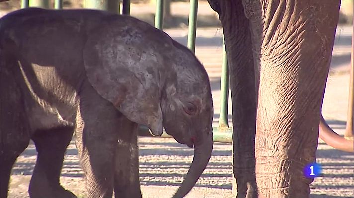 Nace un nuevo elefante, el número 22, en el Parque de Cabárceno