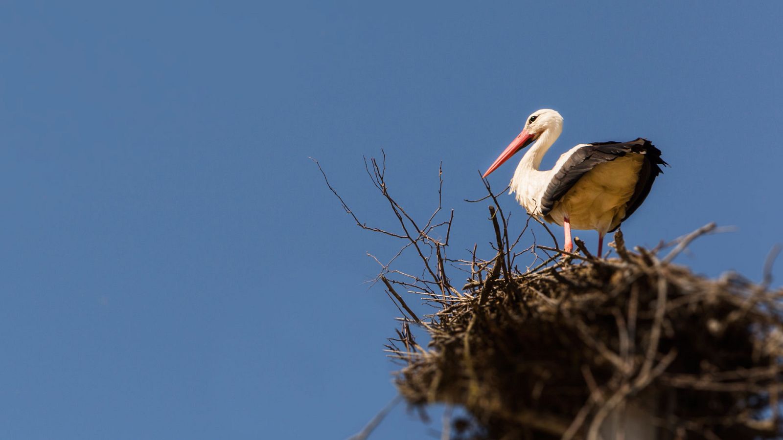 Las historias del bosque mediterráneo - Historias de primavera - ver ahora
