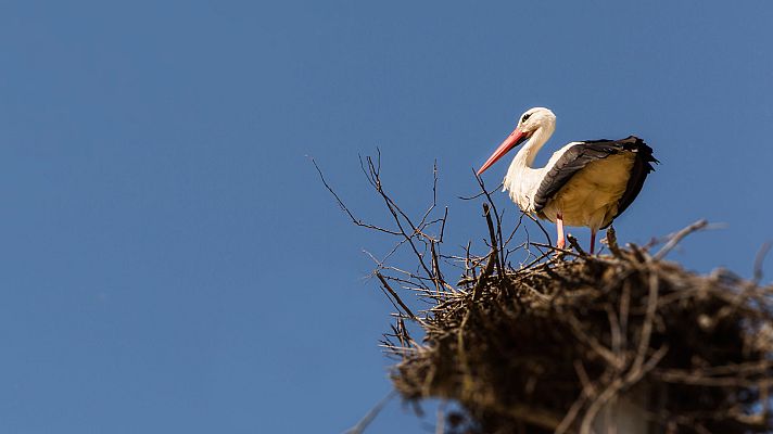 Las historias del bosque mediterráneo - Historias del bosque Mediterráneo: Primavera
