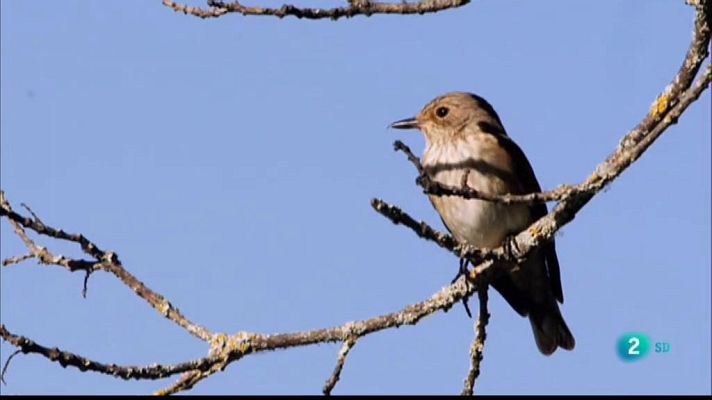 Som Documentals - Les històries del bosc mediterrani: Històries de primavera