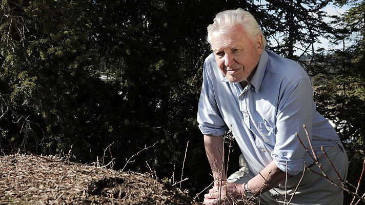 Attenborough y la montaña de las hormigas