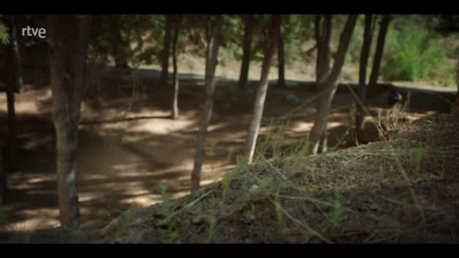 La caza. Tramuntana - Samiah se reúne con Dani en el bosque