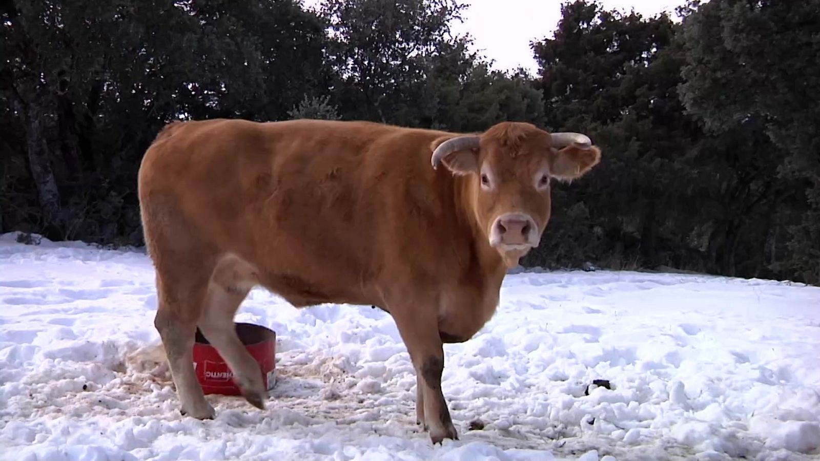 España Directo - 15/01/21 - ver ahora