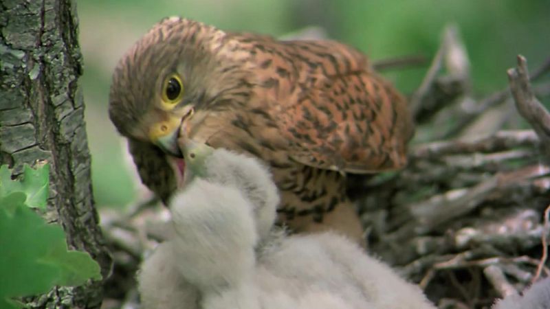 El hombre y la Tierra (Fauna ibrica) - Los pequeos cazadores alados 2 (El cerncalo) - ver ahora