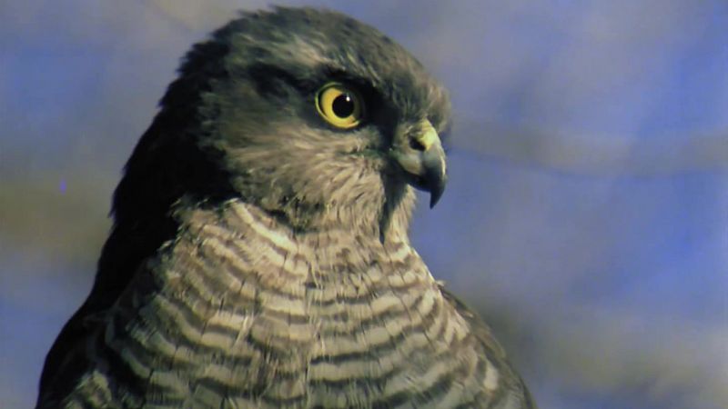 El hombre y la Tierra (Fauna ibrica) - Los pequeos cazadores alados 3 (El gaviln) - ver ahora