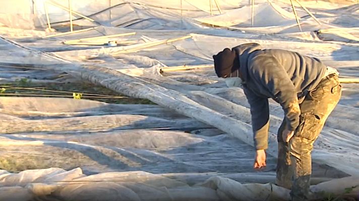Telediario 1 - Los agricultores de Aragón sufren daños sin precedentes tras el temporal: "Es la primera vez en mi vida que lloro por el campo"
