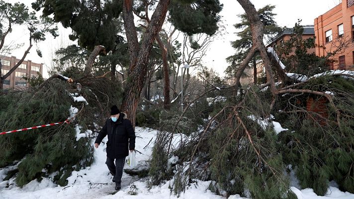 Telediario 1 - El temporal Filomena daña más de 600.000 árboles en Madrid