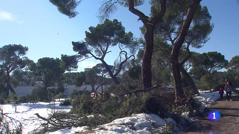 Telediario-El temporal Filomena daña más de 600.000 árboles en Madrid-17/01/21-ver ahora