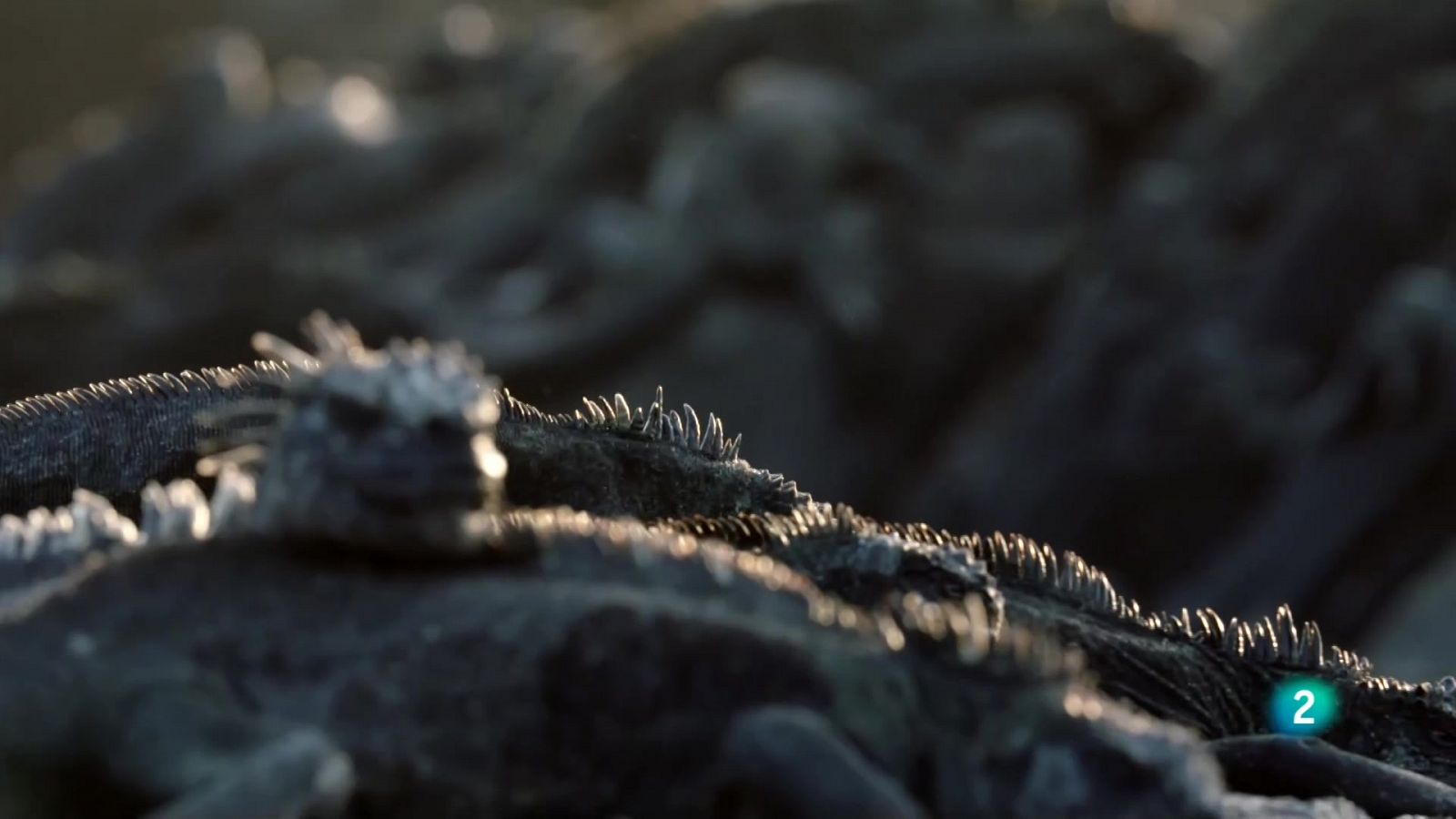 Grans Documentals - Les salvatges illes Galápagos - Preses de l'oceà