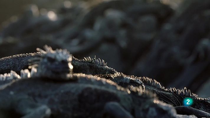 Les salvatges illes Galápagos - Preses de l'oceà