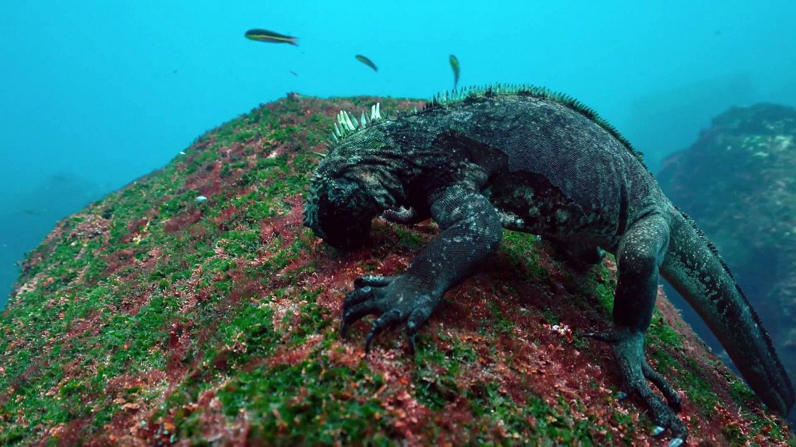 Las salvajes islas Galápagos - Presas del océano - Documental en RTVE