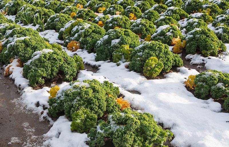 Aqu la Tierra - Aprendemos a cultivar bajo el hielo del invierno