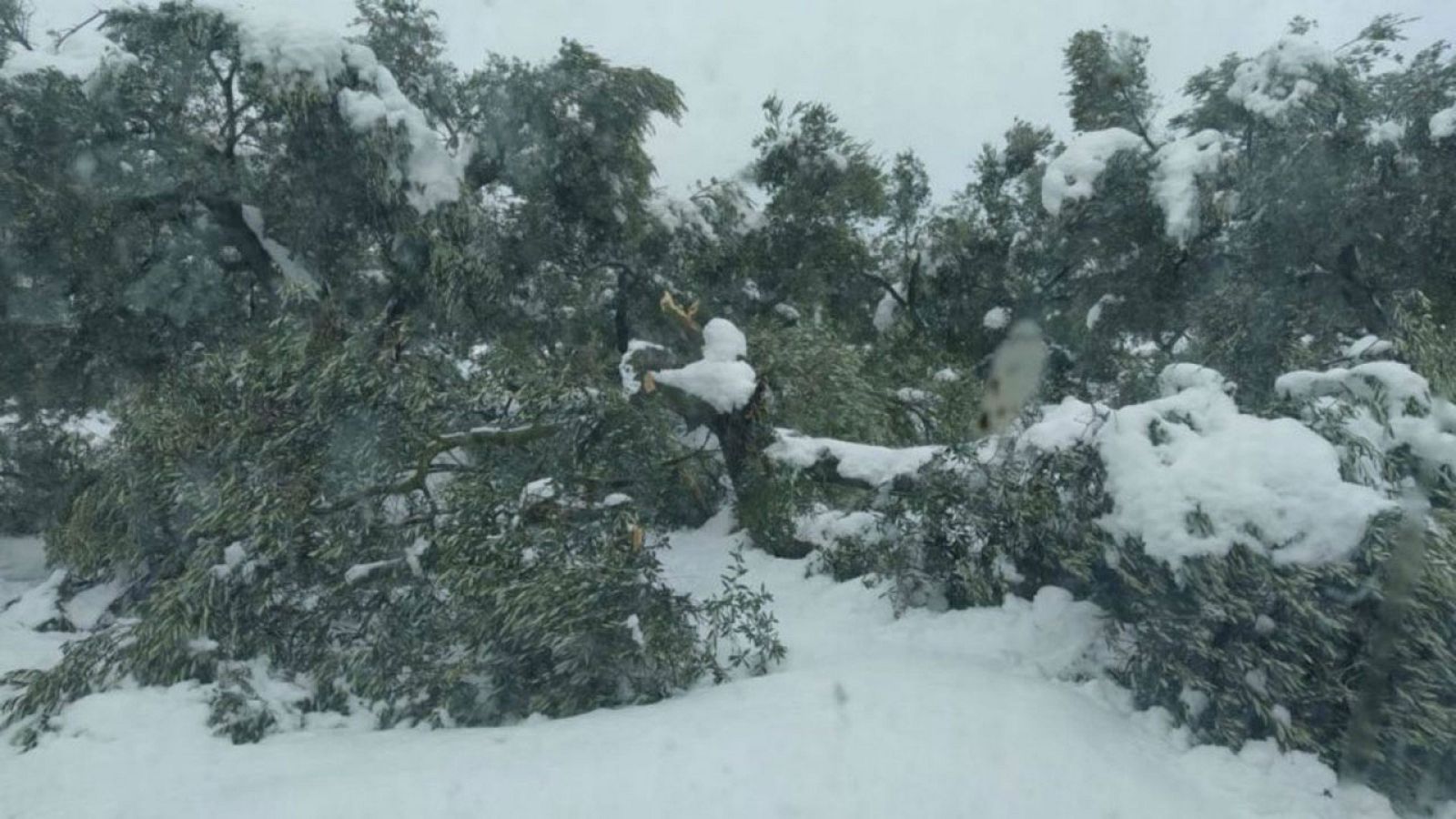 Los peritos estiman en 70 millones de euros las pérdidas de los agricultores y ganaderos por la borrasca Filomena