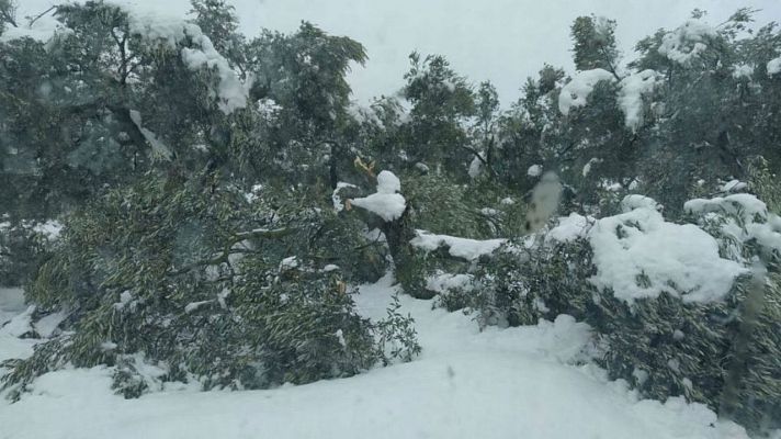 Telediario 1 - Los peritos estiman en 70 millones de euros las pérdidas de los agricultores y ganaderos por la borrasca Filomena