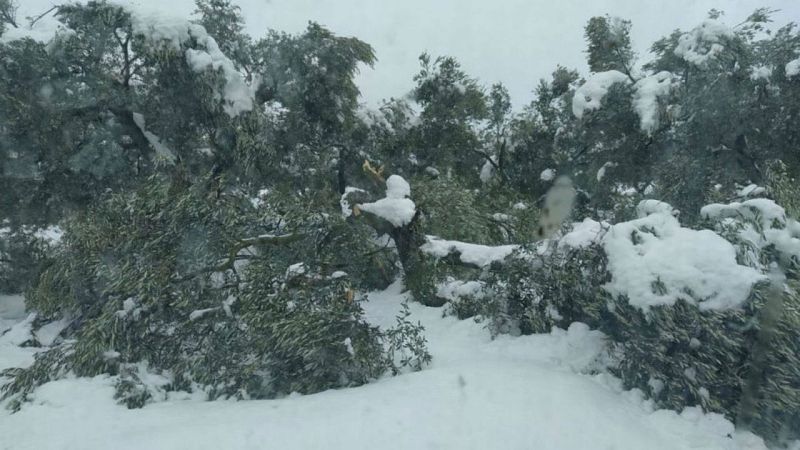 Los peritos estiman en 70 millones de euros las pérdidas de los agricultores y ganaderos por la borrasca Filomena