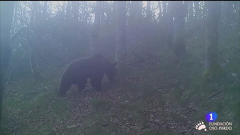 Plantan árbores no Courel para asentar o oso