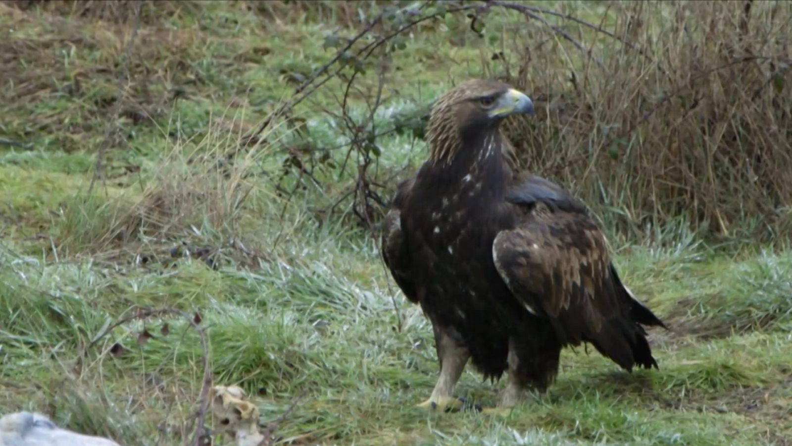 Red Natura 2020 - Programa 20 - RTVE.es