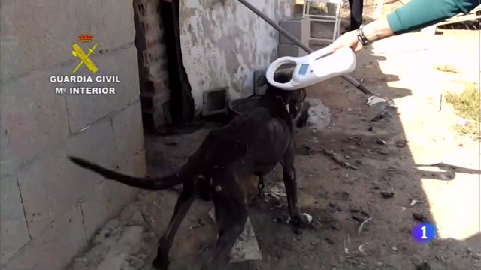 Nueva ley contra el maltrato animal