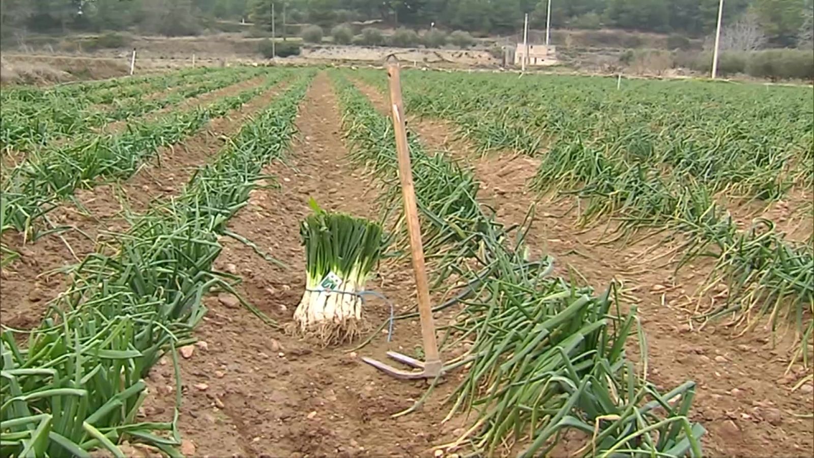 Agrosfera - 23/01/21 - ver ahora