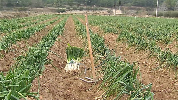 Agrosfera - Agrosfera - 23/01/21